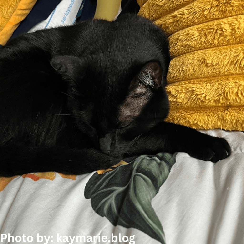 Being a Cat&nbsp;Lover